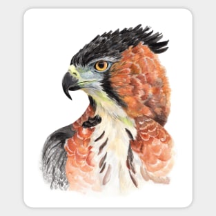 Wild beauty Ornate hawk eagle Watercolor Cut Sticker